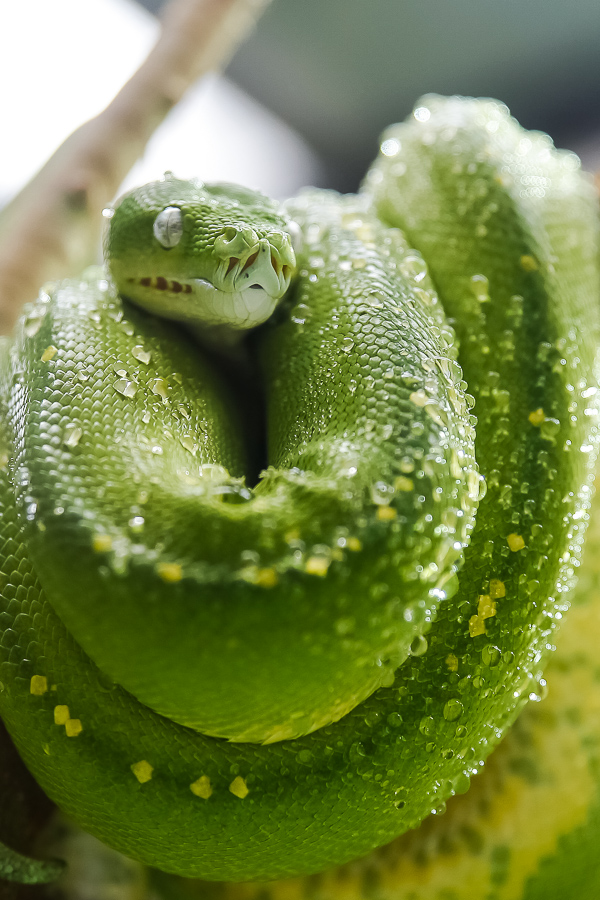 Green Snake